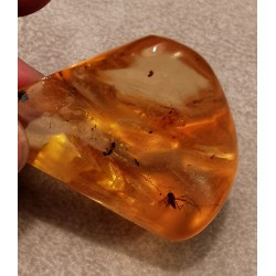Copal de Madagascar - pièce unique avec des insectes -  2ème chakra